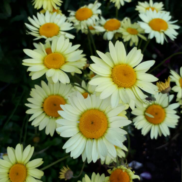 Plant image Cota tinctoria 'E.C. Buxton syn. Anthemis tinctoria 'E.C. Buxton', Anthemis tinctoria 'Buxton's Variety', Anthemis tinctoria 'Mrs Buxton'