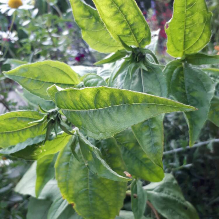 Plant image Helianthus Tuberosus