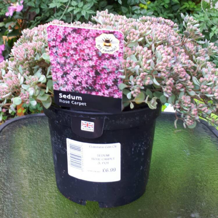 Plant image Sedum 'Rose Carpet'