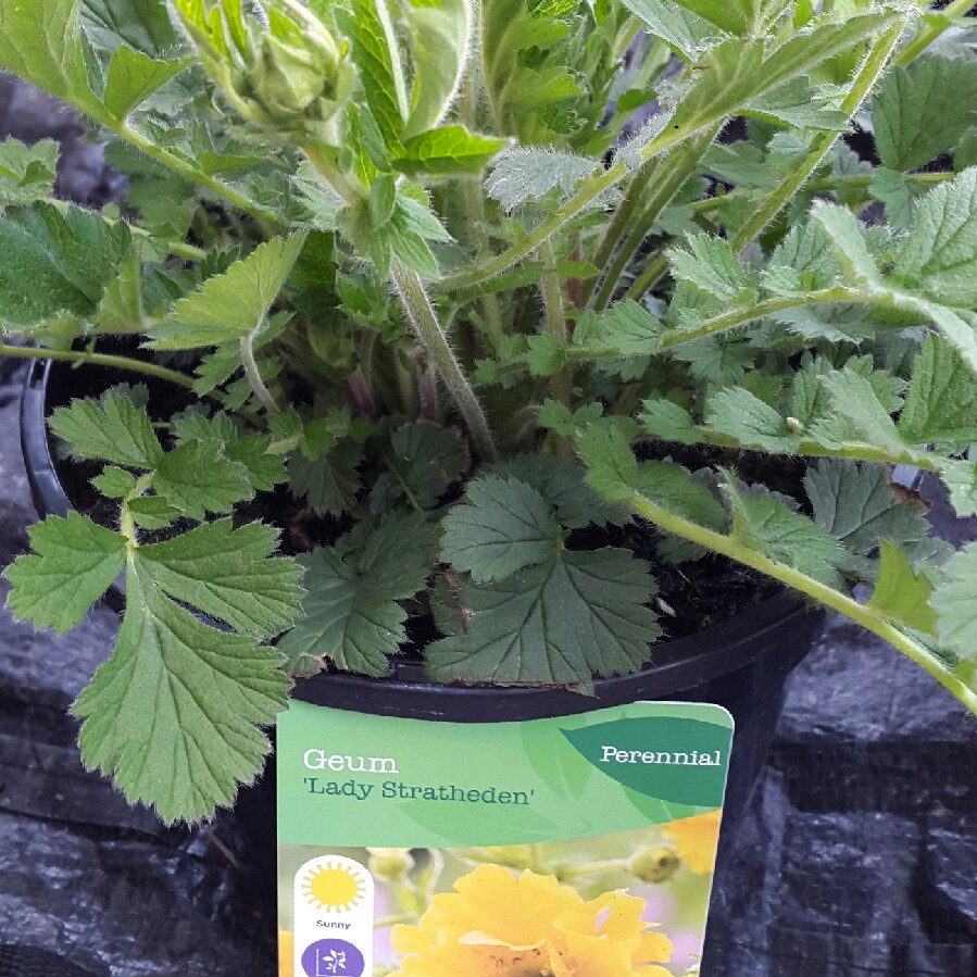 Plant image Geum 'Lady Stratheden'