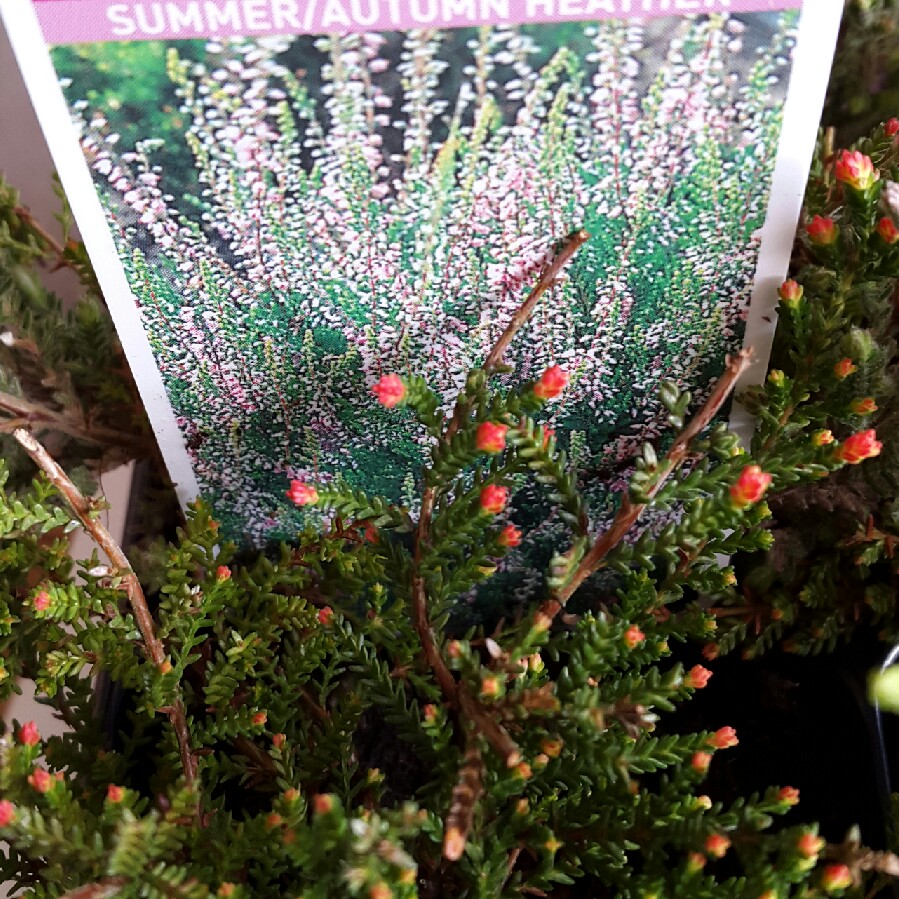 Plant image Calluna vulgaris 'Easter-bonfire' syn. Calluna vulgaris 'Easter Bonfire'
