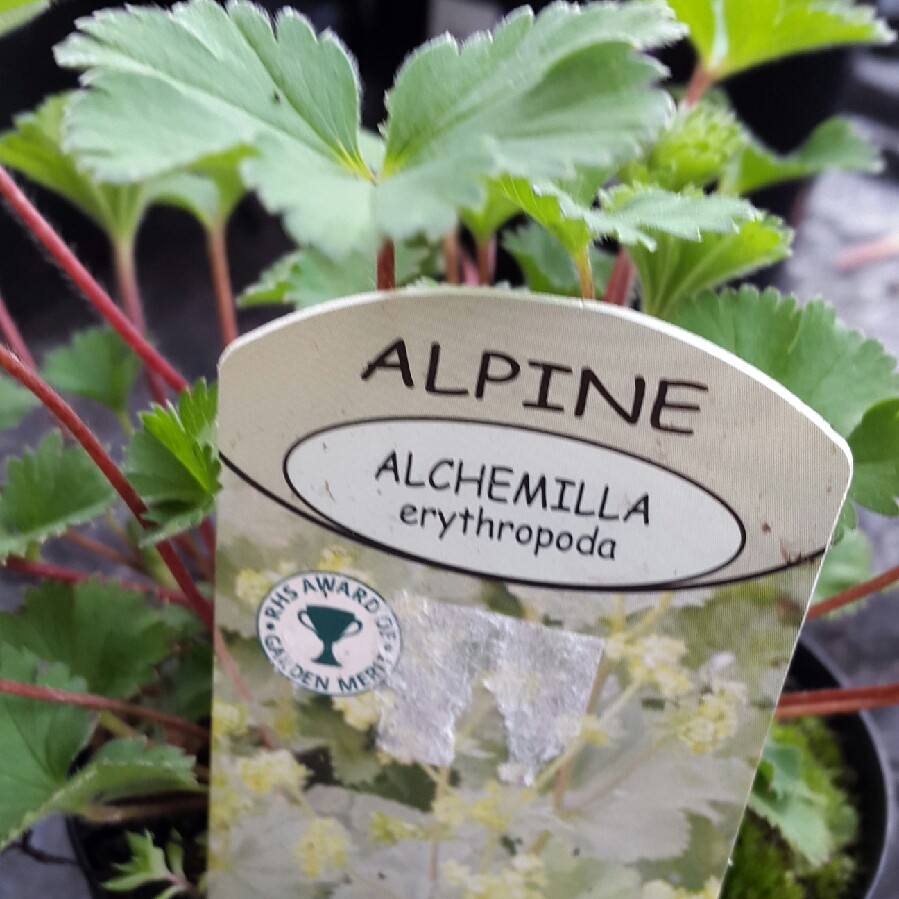 Plant image Alchemilla erythropoda