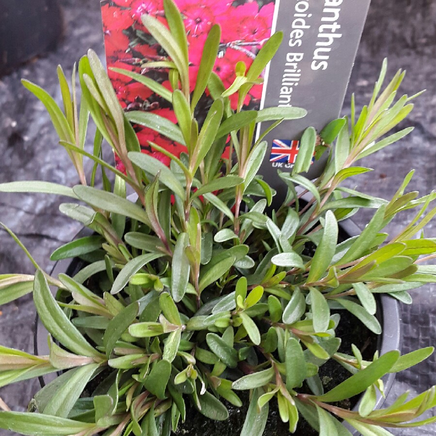 Plant image Dianthus deltoides 'Brilliant'