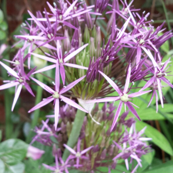 Allium 'Purple Sensation'