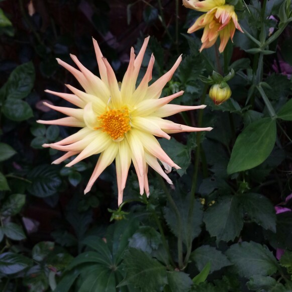 Kath's garden