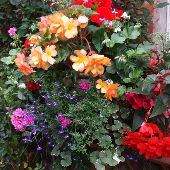 Bougainvillea