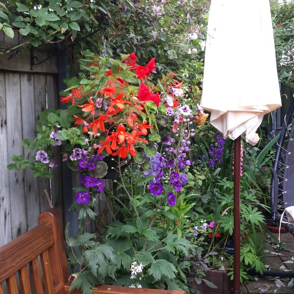 Kath's garden