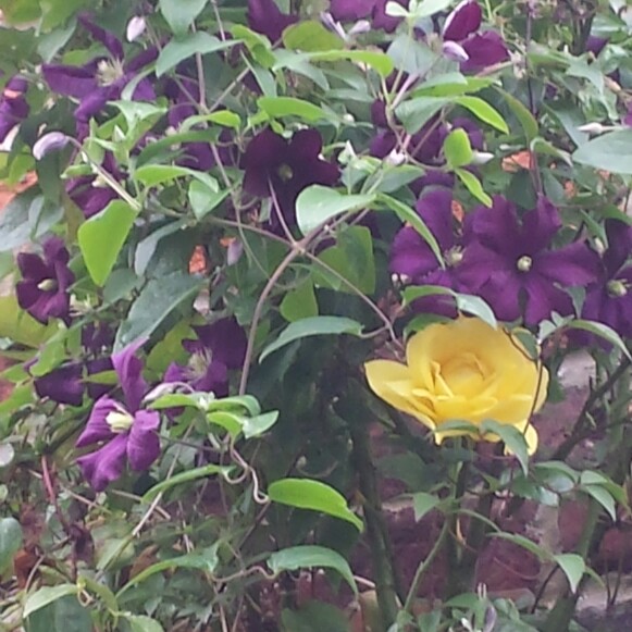 Kath's garden