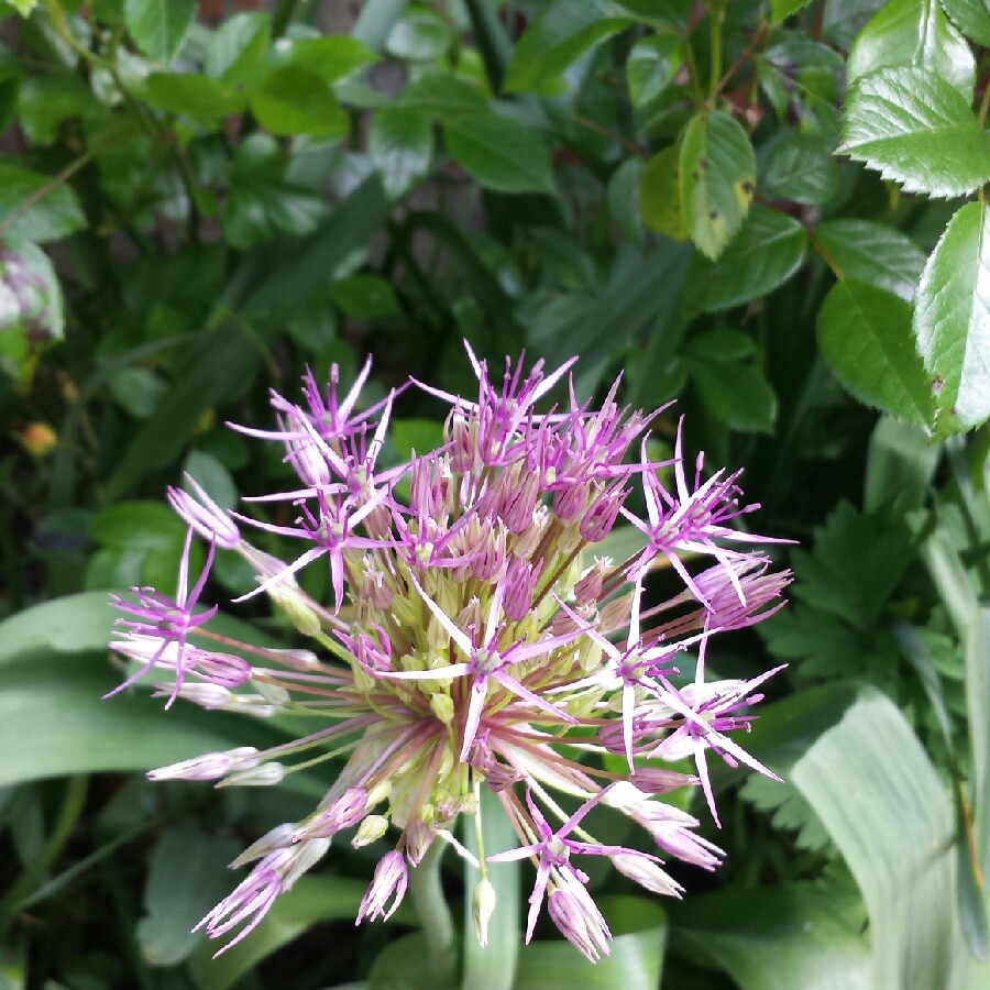 plant image 70949 plant image 70949