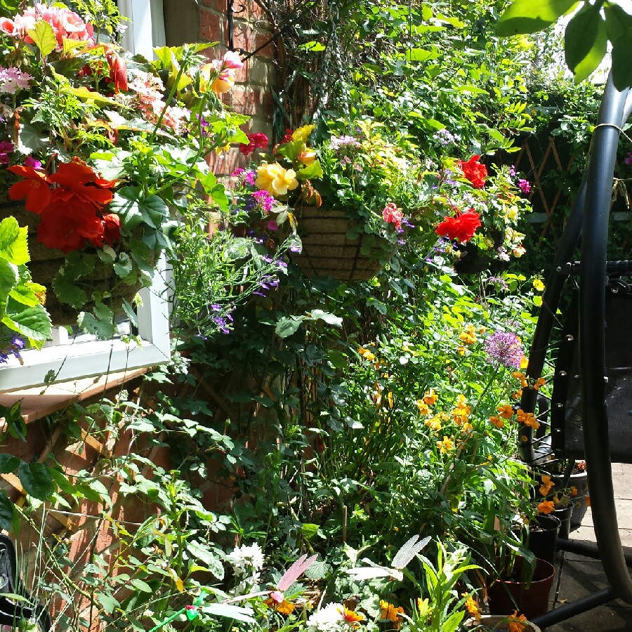 Kath's garden