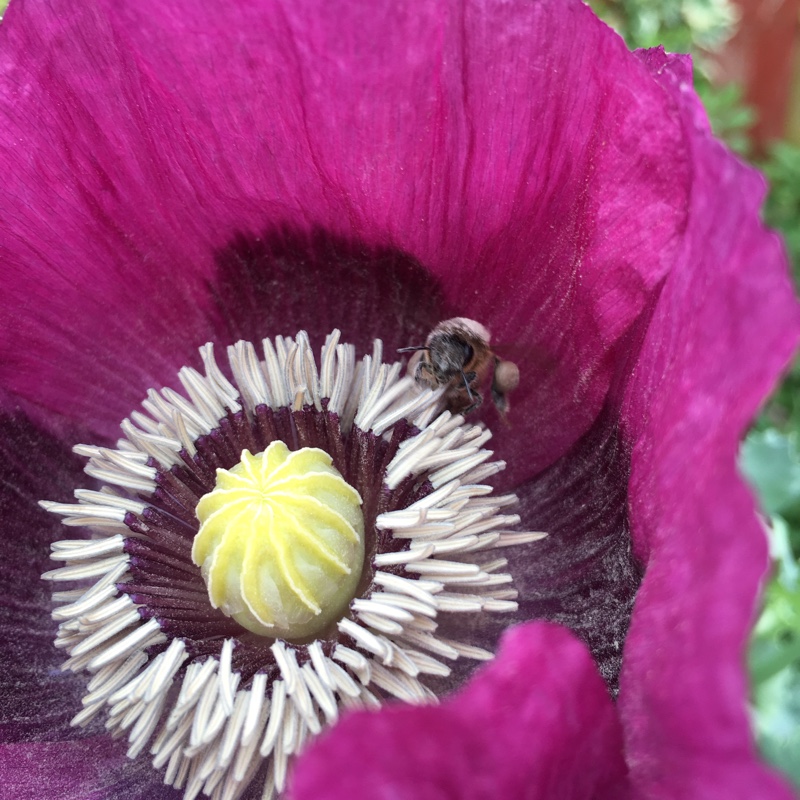 Opium Poppy'Violetta Blush'