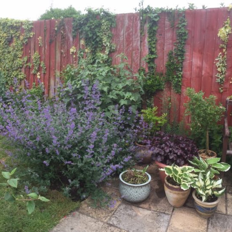 Kath's garden