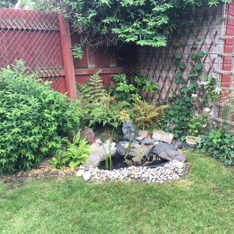 Kath's garden