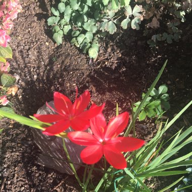 Kath's garden