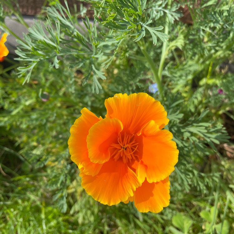 Plant image Meconopsis Napaulensis