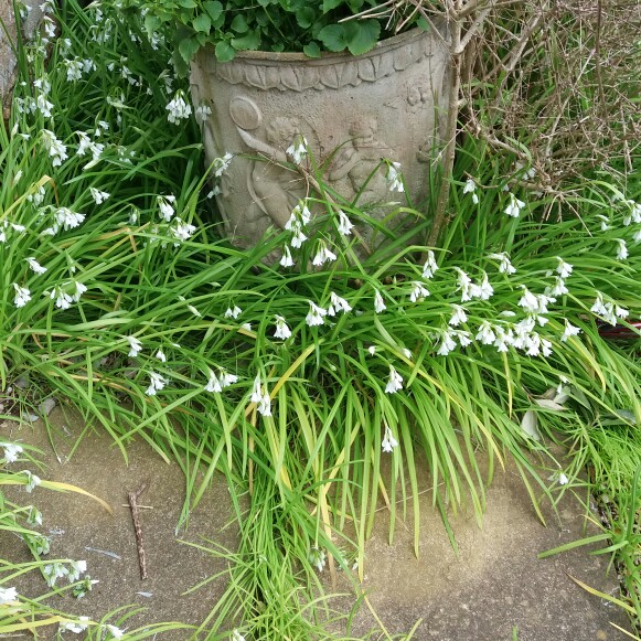 Allium triquetrum