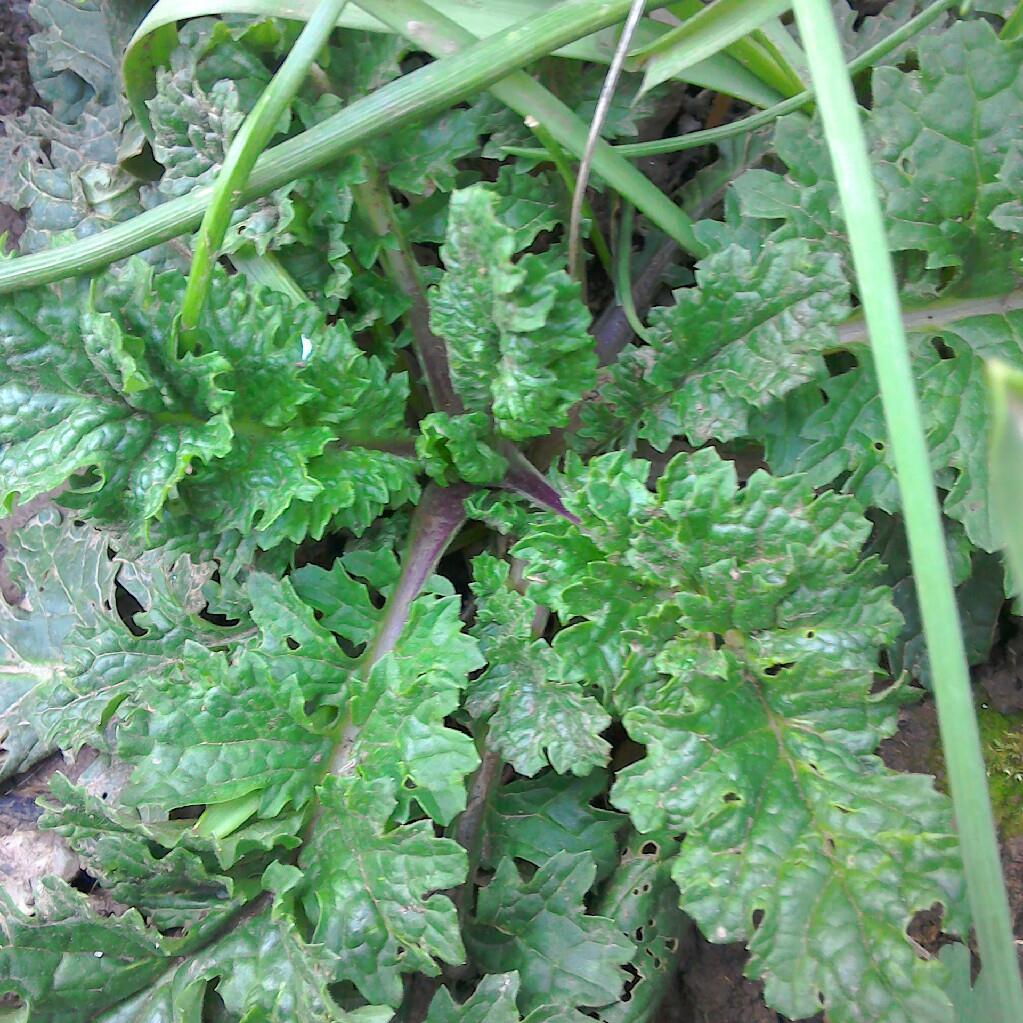 Kath's garden