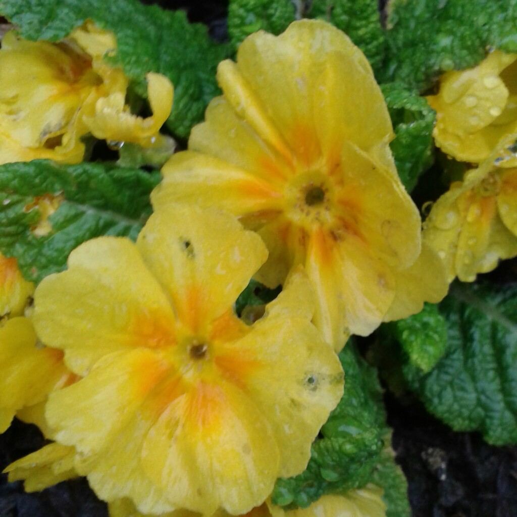 Plant image Primula juliae 'Groenekan's Glorie'