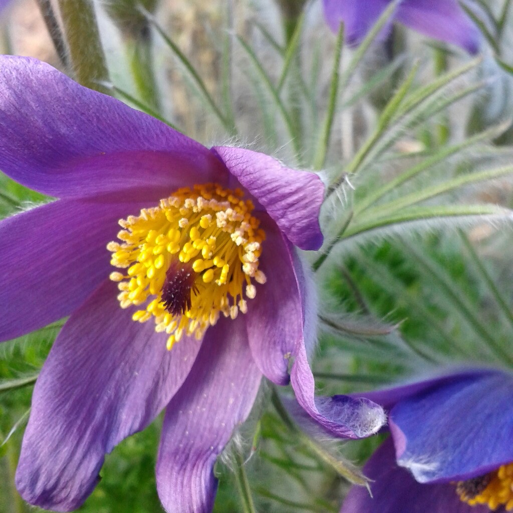 Kathleen's garden