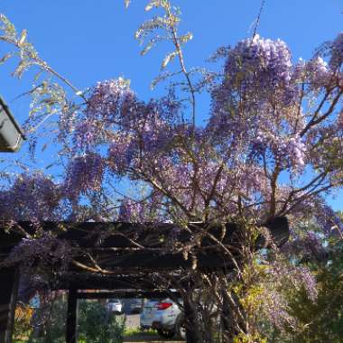 Wisteria sinensis