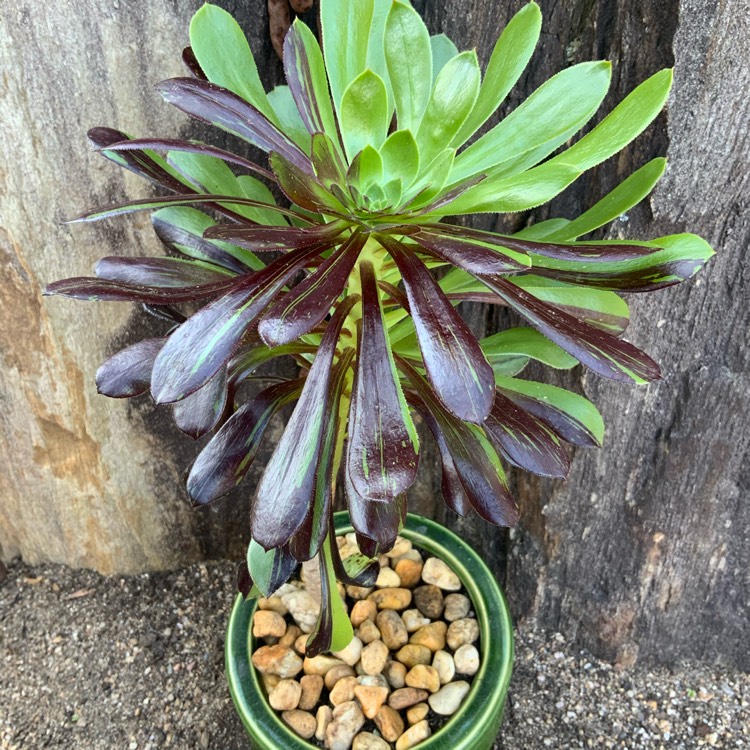 plant image 1389102