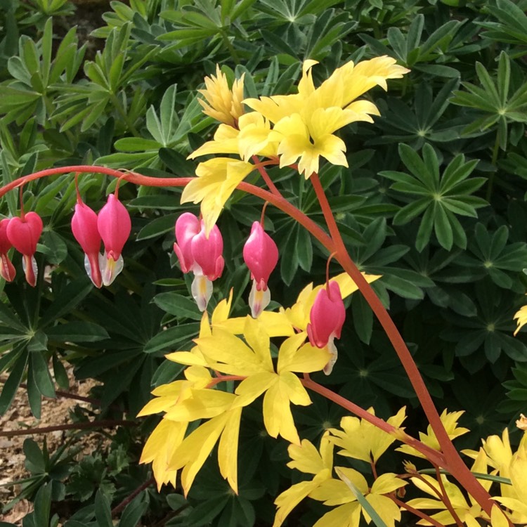 Plant image Dicentra 'Gold Heart'