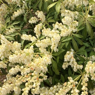 Pieris japonica 'Purity'
