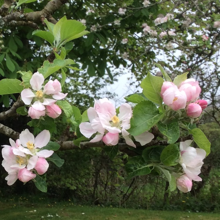 Plant image Malus domestica 'Granny Smith'