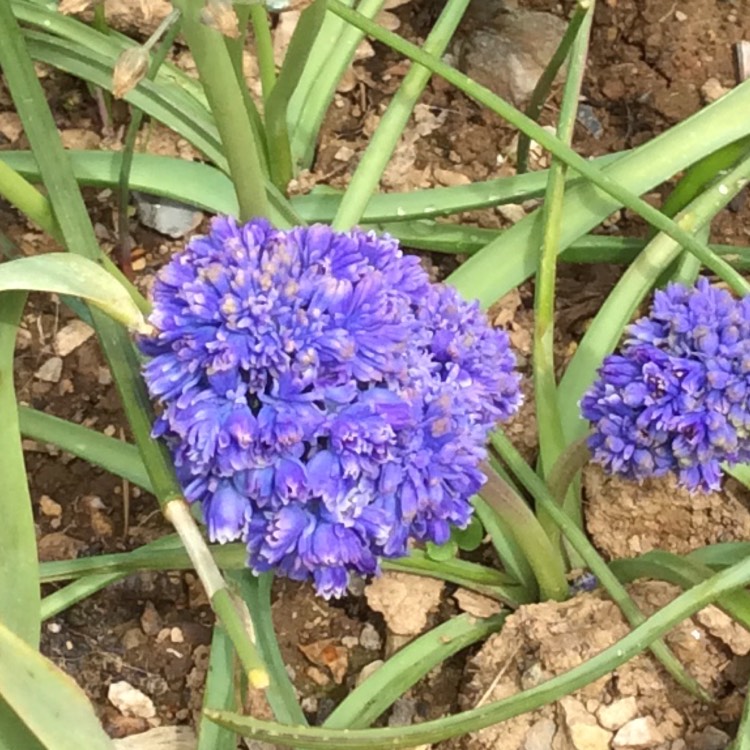 plant image 1009868