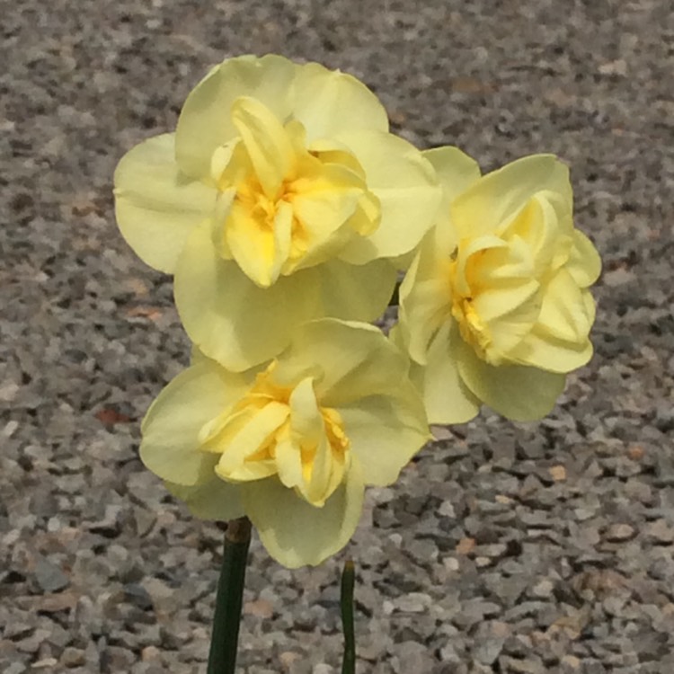 plant image 1011688 plant image 1011688