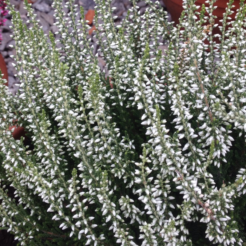 Plant image Calluna vulgaris 'Madonna' (Garden Girls Series)