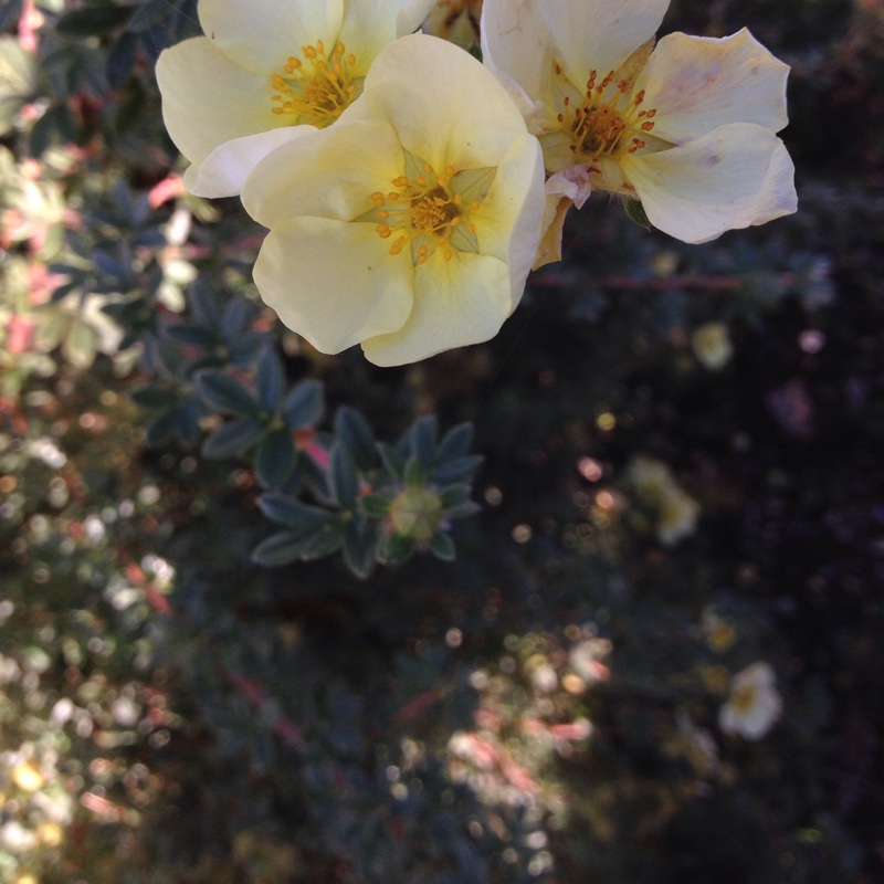 plant image 11047