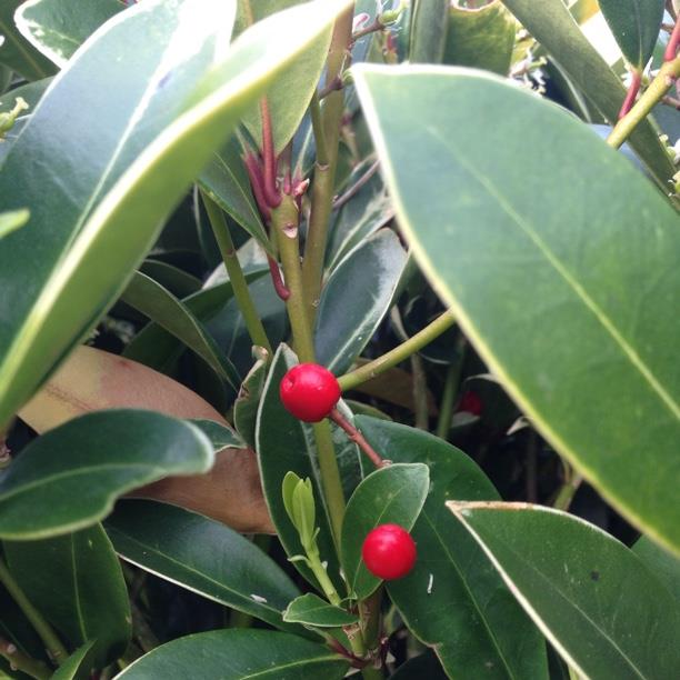 plant image 1118