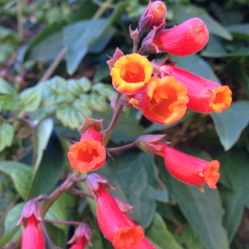 plant image 11937