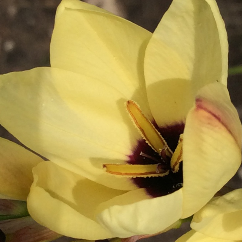 plant image 120218