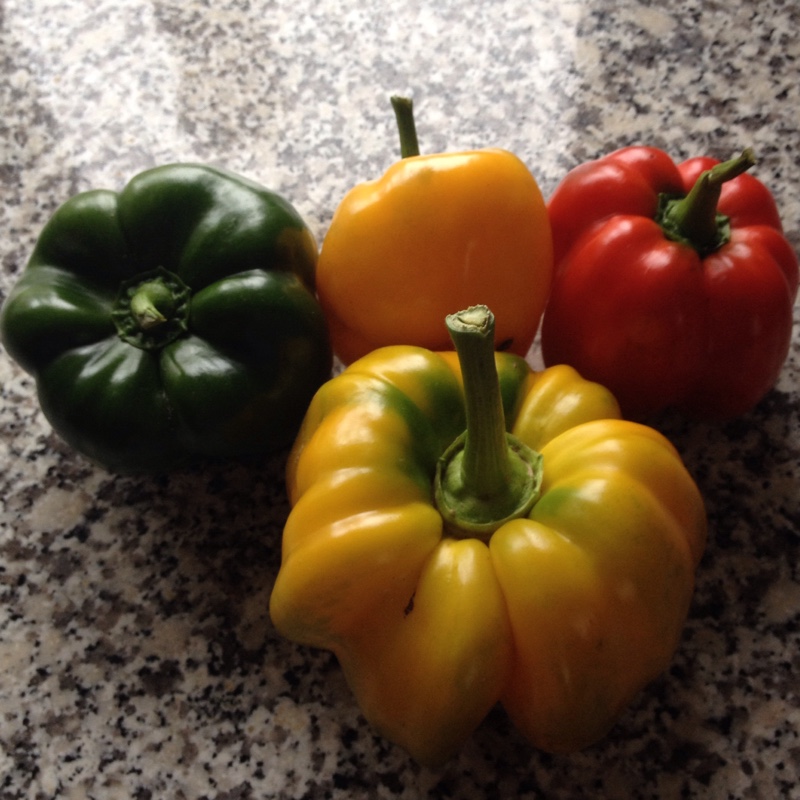 plant image 12154