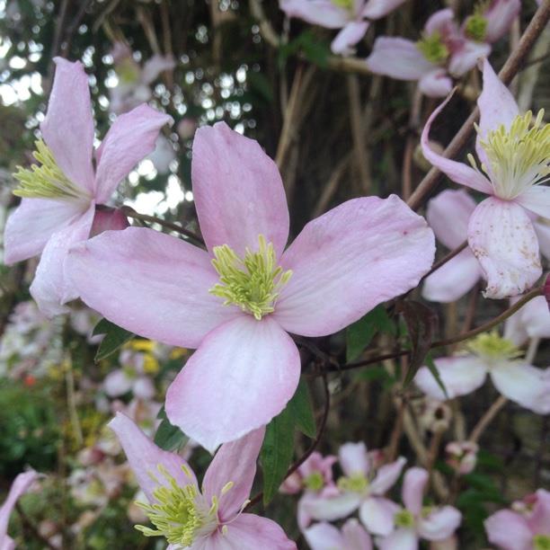 plant image 1266