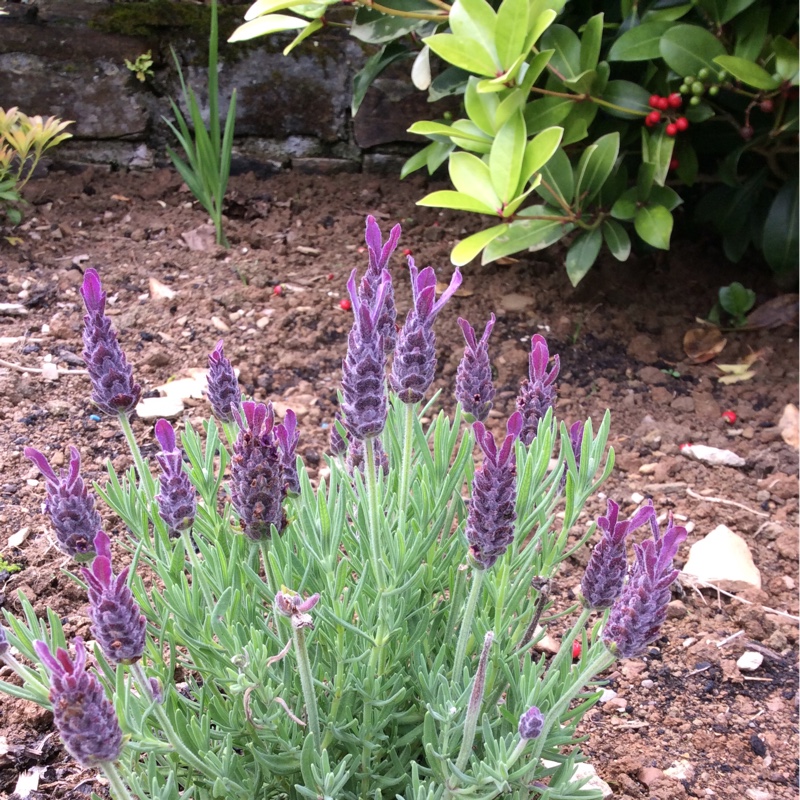 Lavandula stoechas