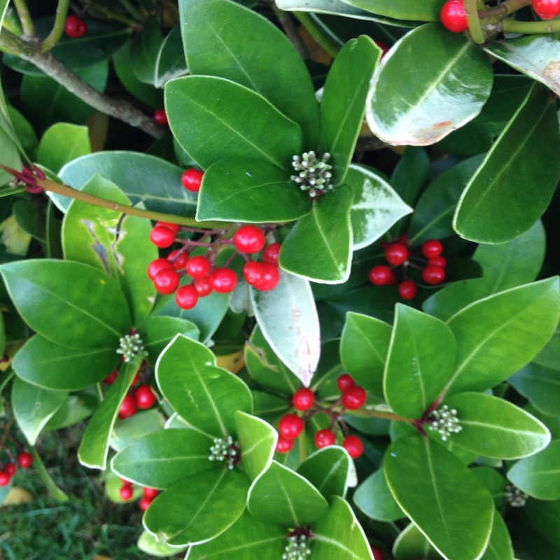 plant image 14606
