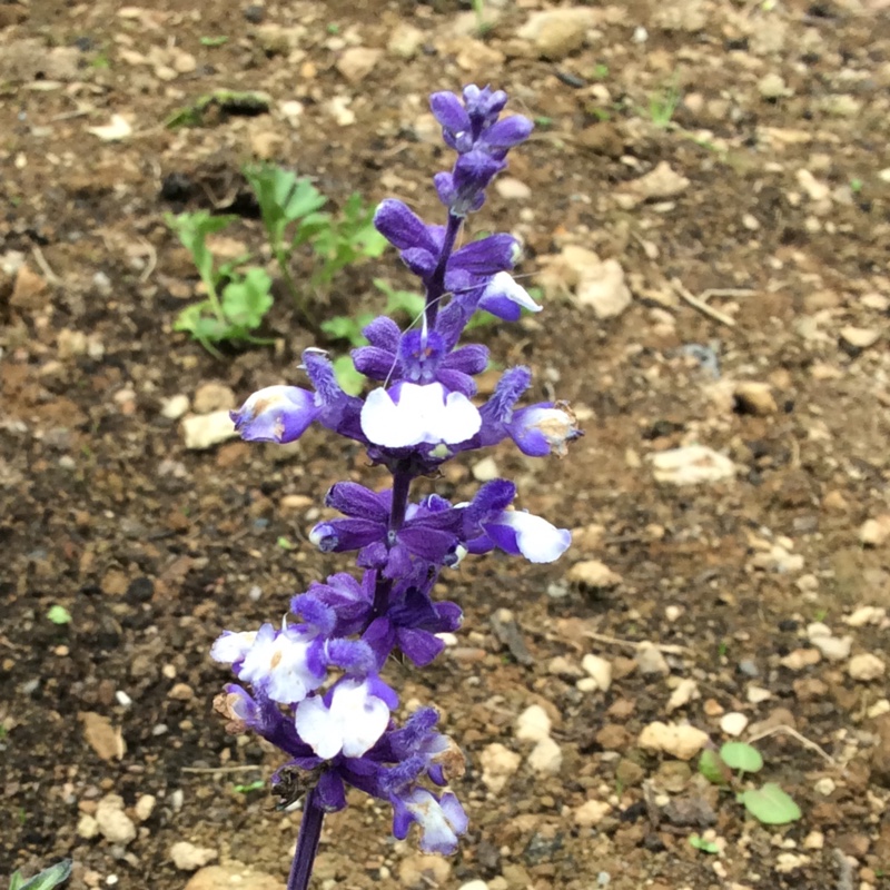Plant image Salvia farinacea 'Arctic Blue'
