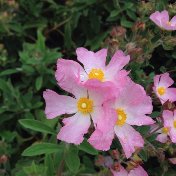 plant image 1556