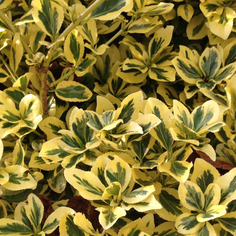 plant image 15574