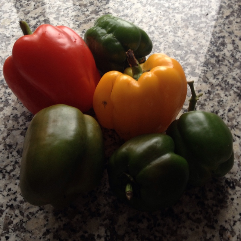 Capsicum annuum