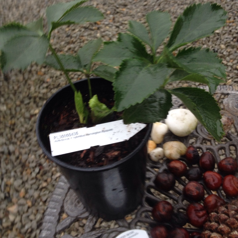 plant image 16052 plant image 16052