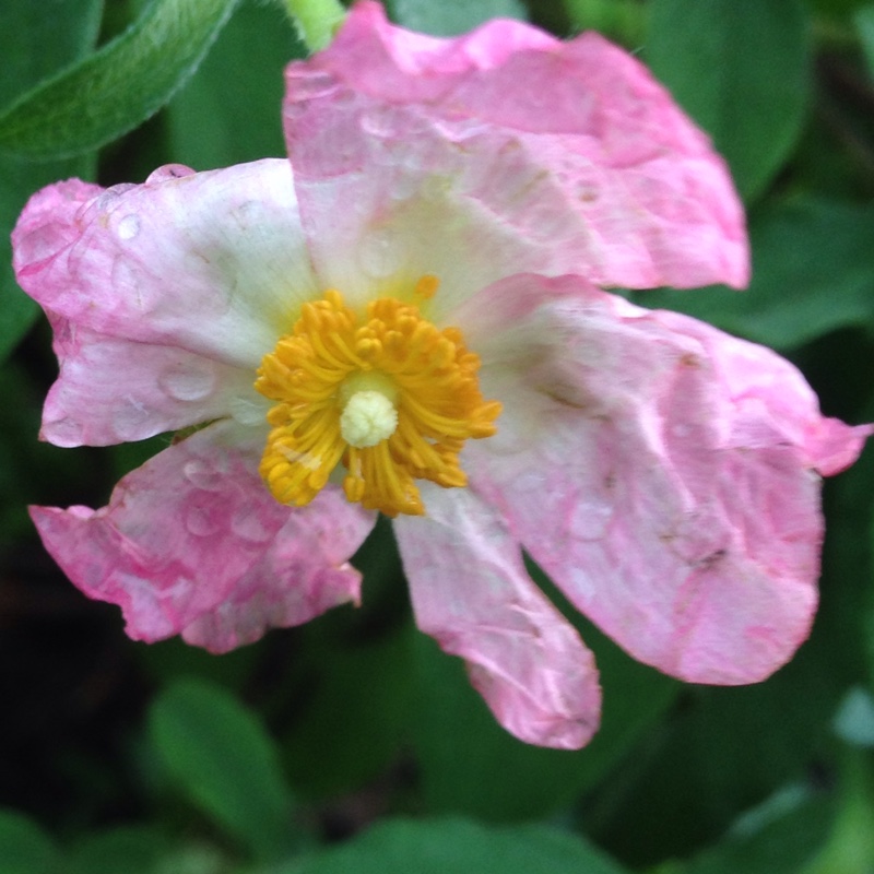 plant image 16273