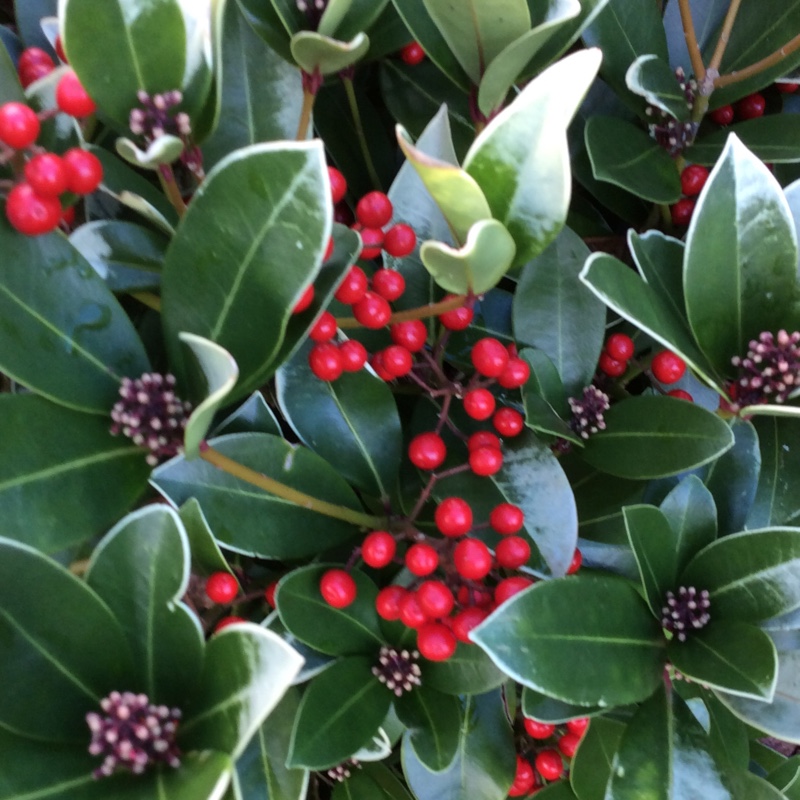 plant image 17085