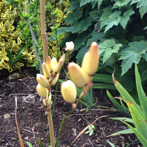 plant image 1712