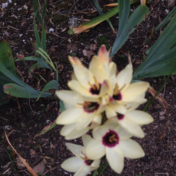 plant image 1715