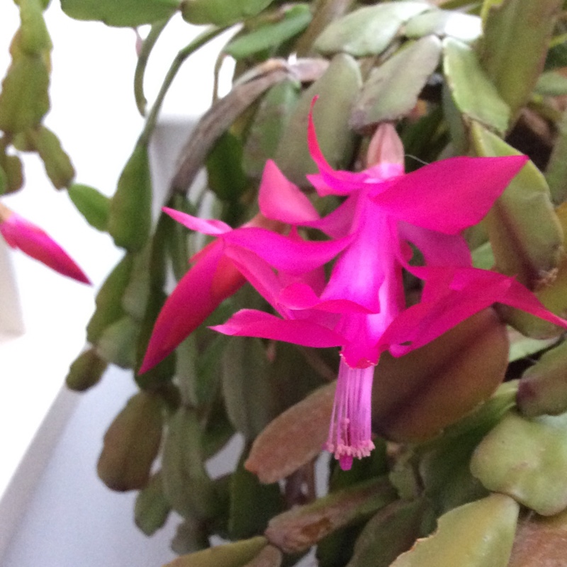 plant image 17403 plant image 17403