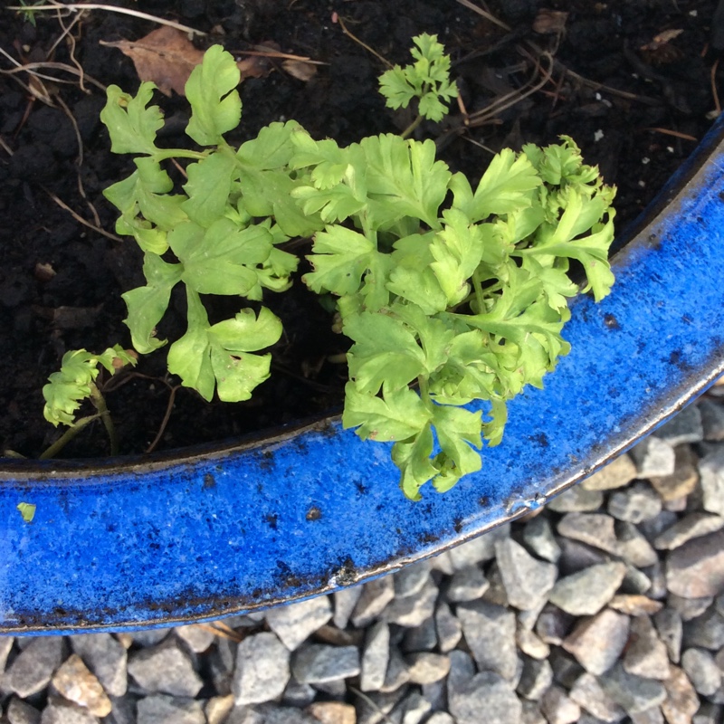 plant image 17481 plant image 17481